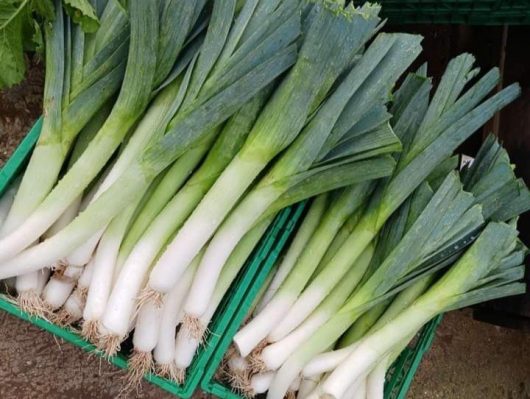 fruits-legumes-drive-fermier-du-montreuillois-drive-fermier-du-montreuillois-07