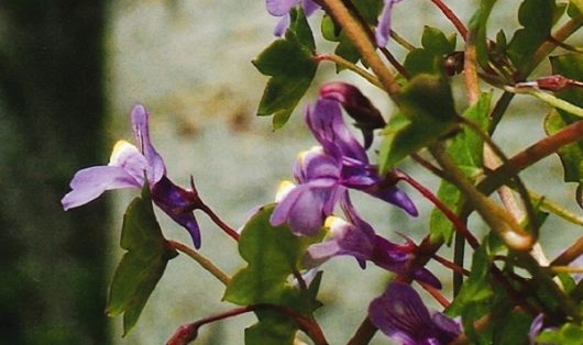 gdeam-nature-plante-fleurs-1