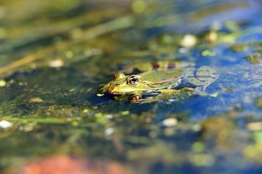 grenouille-verte-p-hue