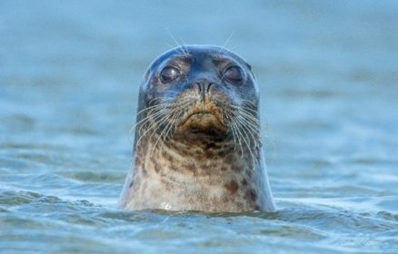 Balade nature : « Les phoques de la Baie de Canche »