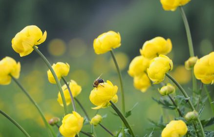 Des petites bêtes si utiles