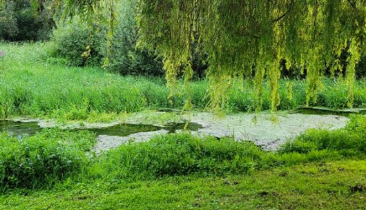 les-marais-la-madeleine