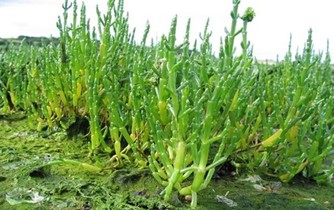 Sortie nature : « Les plantes comestibles du bord de mer »