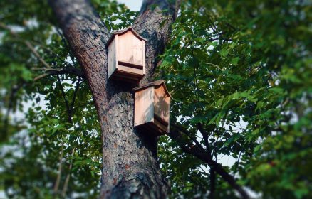 Atelier Nichoir chauve-souris