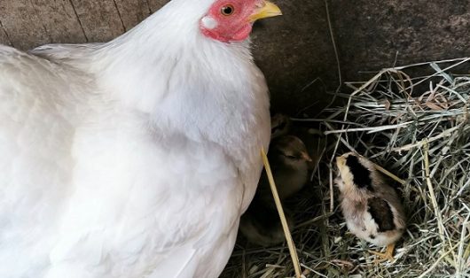 nourrir-les-animaux-la-ferme-ban-1