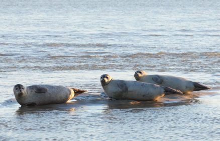 Sortie Eden62 – Baie d’Authie – Les phoques