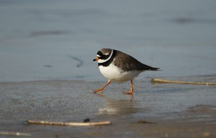 Sortie nature : la photographie des oiseaux du bord de mer