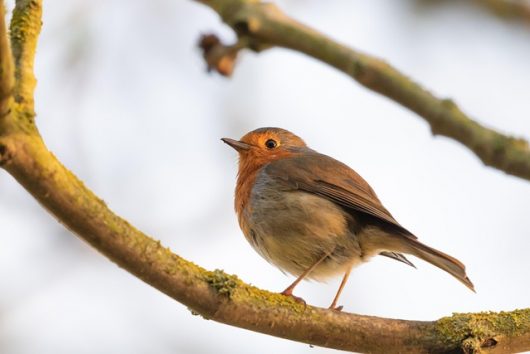 oiseaux