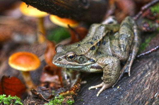 onkelglocke-forest-frog-5707907-1280-1