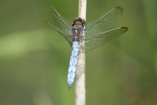 orthetrum-blouissant