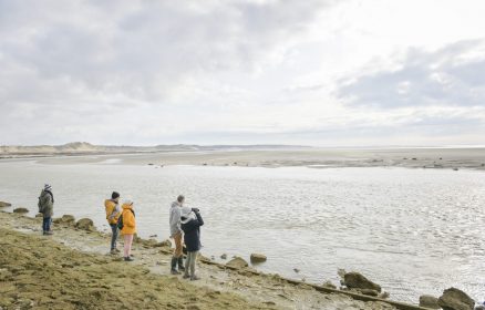 Observer les phoques veaux-marins