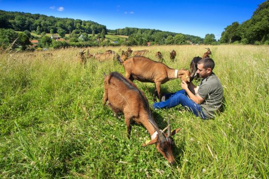 photo-anne-sophie-flament-chevrerie-de-la-planquette-production-fromages-de-chevres-fressin-2238-1