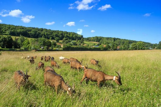 photo-anne-sophie-flament-chevrerie-de-la-planquette-production-fromages-de-chevres-fressin-2325-1