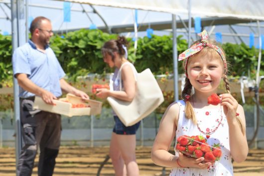 photo-anne-sophie-flament-stephane-allisse-producteur-de-fraises-coupelle-vieille-8975