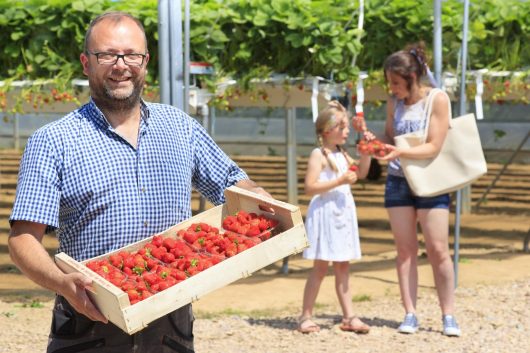 photo-anne-sophie-flament-stephane-allisse-producteur-de-fraises-coupelle-vieille-9012