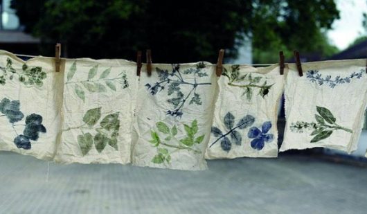 plantes-tinctoriales-2