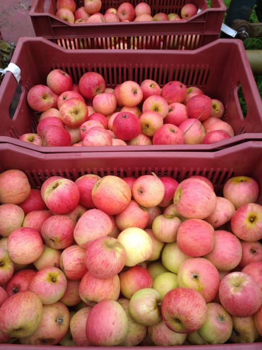 pommes-mela-2
