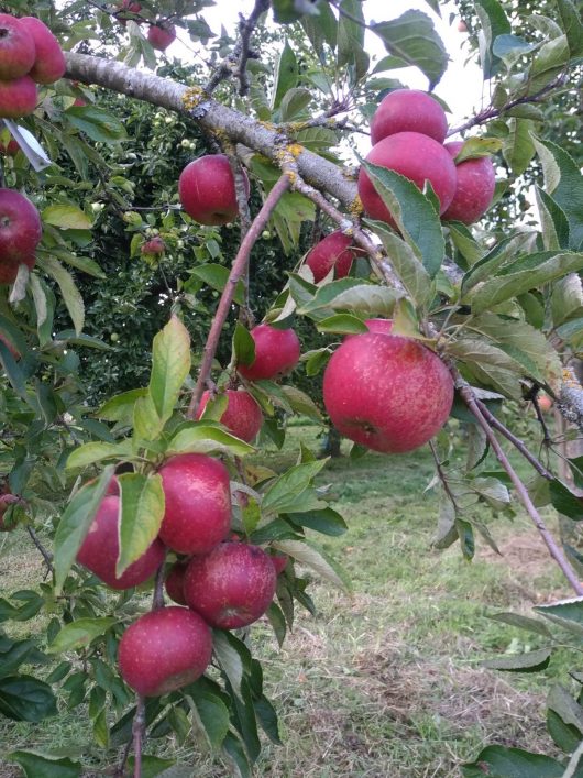 pommes-mela-3