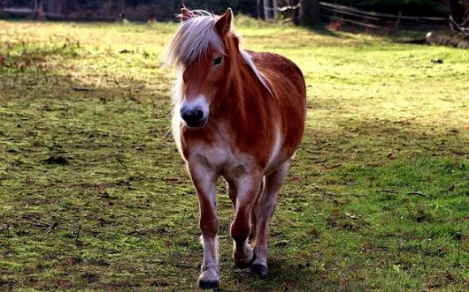 poney-la-ferme-de-mon-enfance-7