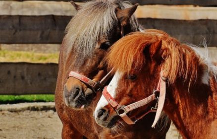 Balade Baby avec les Chevaux
