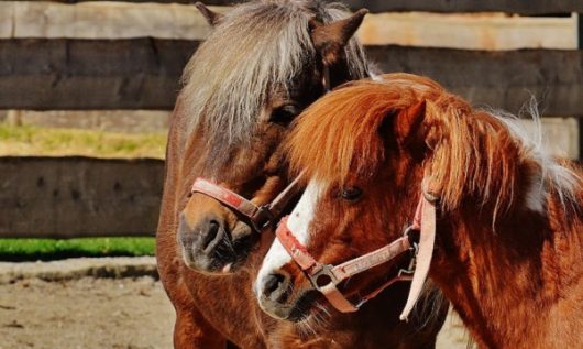 poneys-6
