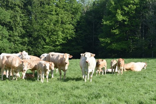 producteur-earl-de-la-cappelle-montcavrel-02