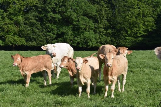 producteur-earl-de-la-cappelle-montcavrel-03