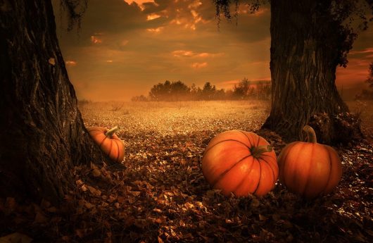 pumpkins-ga8b92ba29-1280