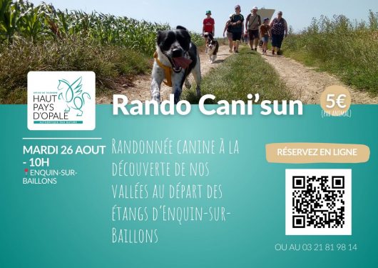 rando-cani-sun-1