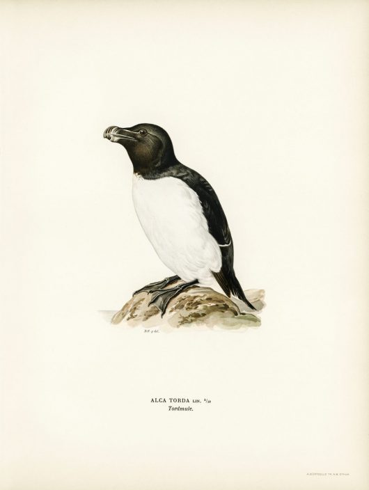 razorbill-alca-torda-illustrated-by-von-wright-brothers