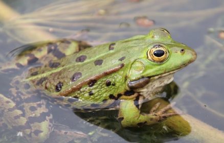 ABC, je suis la Rheine(ette) des Remparts