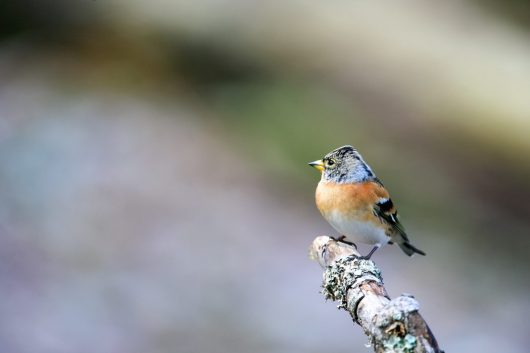 selective-focus-shot-cute-brambling-bird-sitting-wooden-stick-with-blurred-background
