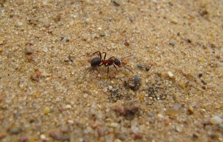 Les petits aventuriers des dunes de Sainte-Cécile