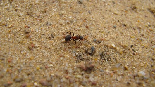 stefan-gold-ant-4355365-1280-1