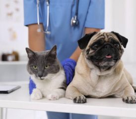 Clinique Vétérinaire Huyghe